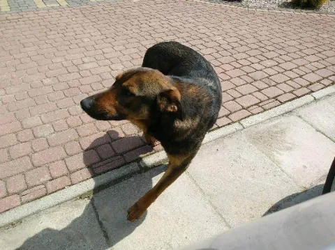 Znaleziono psa, Przemyśl, 11 maja 2023