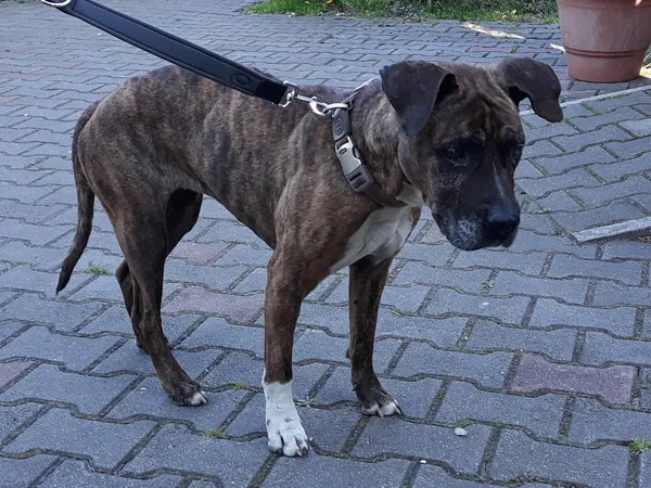 Pies do adopcji, Włocławek, 9 maja 2023