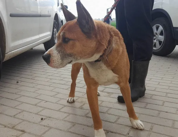 Znaleziono psa, Świdnica, 10 maja 2023