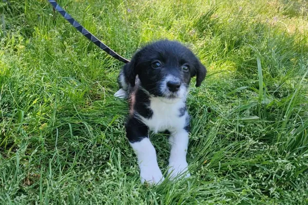 Pies do adopcji, Henrykowo, 11 maja 2023