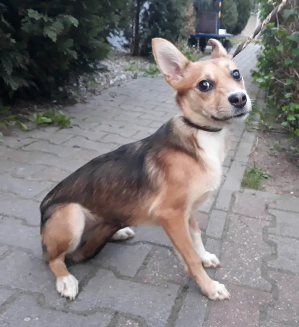 Pies do adopcji, Włocławek, 10 maja 2023