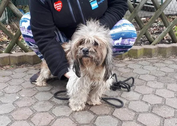 Znaleziono psa, Toruń, 1 lutego 2023
