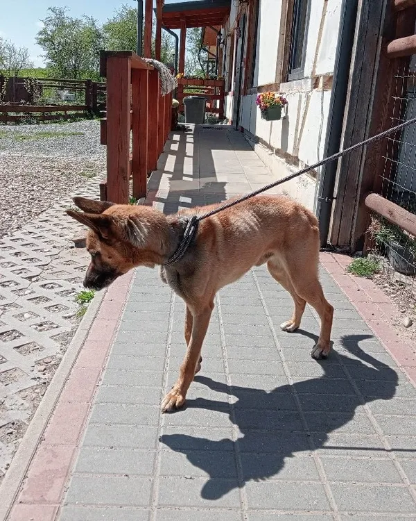 Pies do adopcji, Młodolino, 10 maja 2023