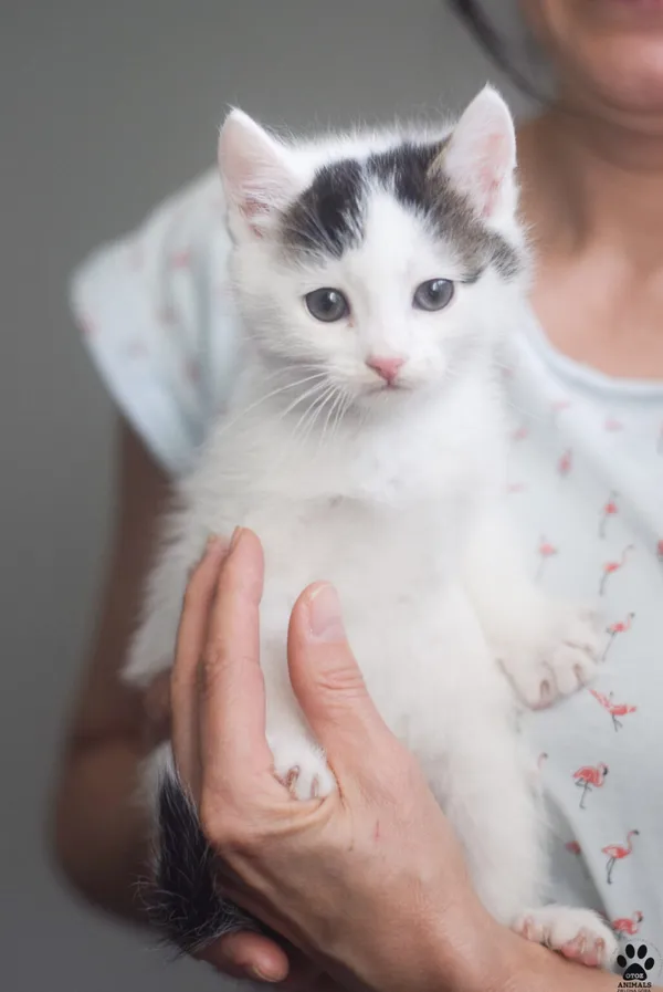 Kot do adopcji, Zielona Góra, 12 maja 2023
