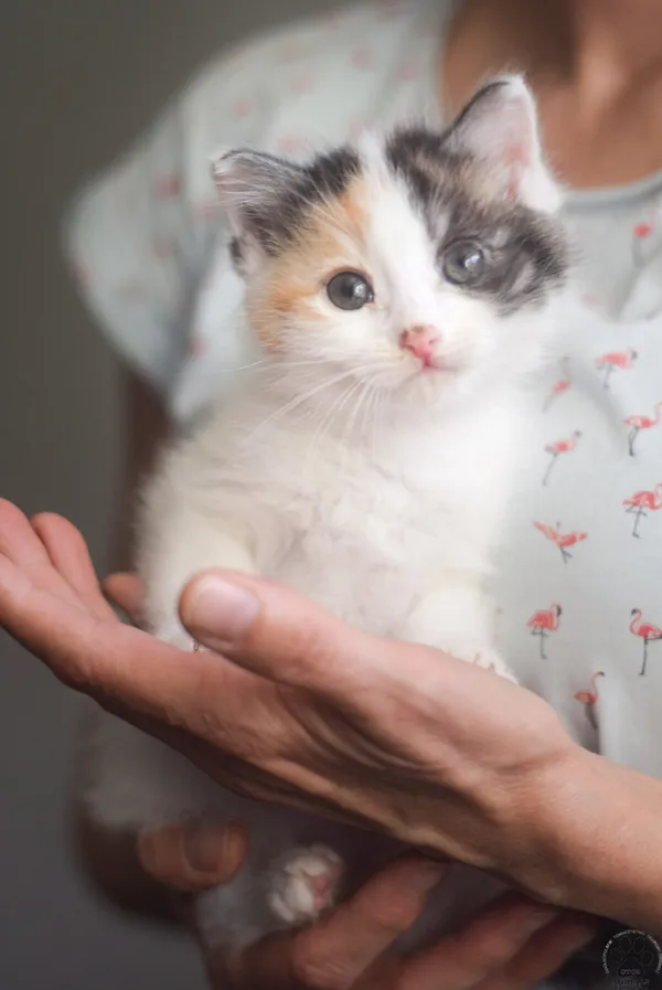 Kot do adopcji, Zielona Góra, 12 maja 2023