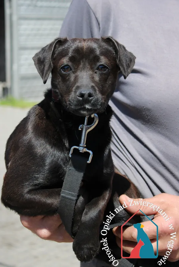 Pies do adopcji, Grudziądz, 10 maja 2023