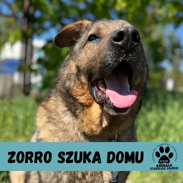 Pies do adopcji, Starogard Gdański, 15 maja 2023 (1/2)