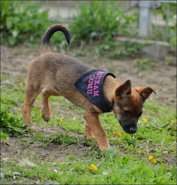 Pies do adopcji, Grudziądz, 17 kwietnia 2023