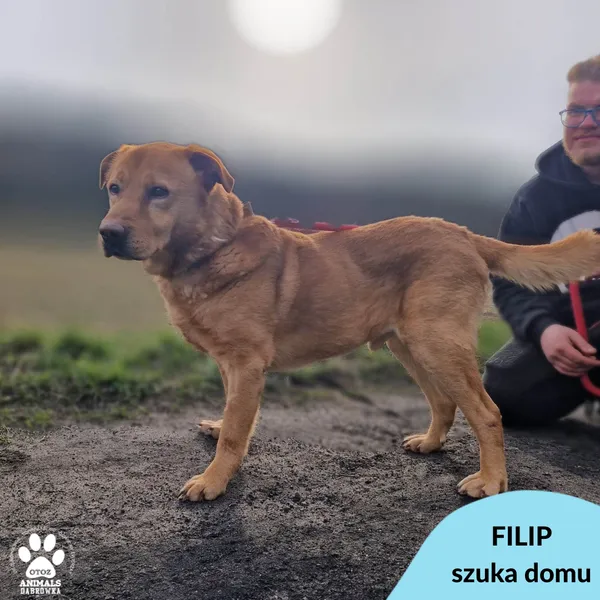 Pies do adopcji, Dąbrówka, 7 kwietnia 2023