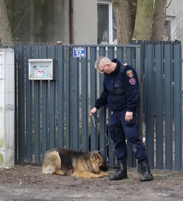 Znaleziono psa, Łódź, 14 lutego 2019 (1/5)