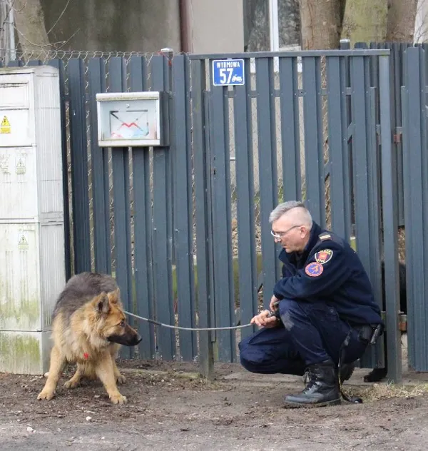 Znaleziono psa, Łódź, 14 lutego 2019 (2/5)