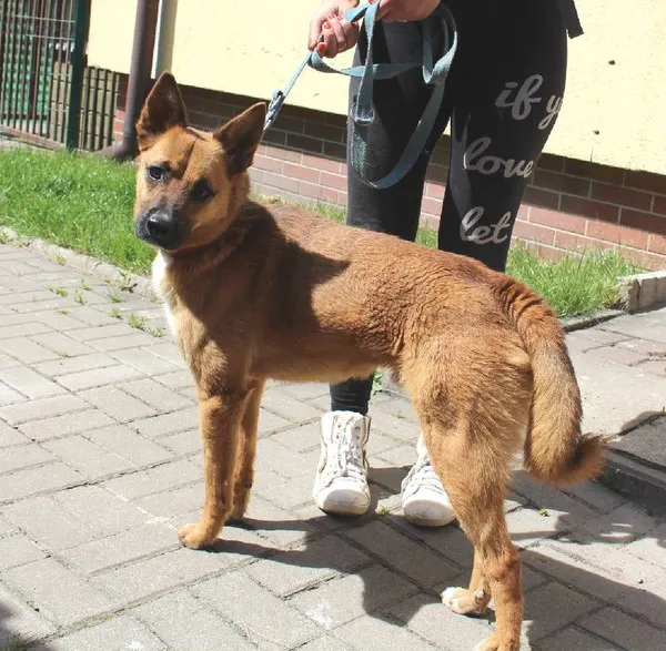 Znaleziono psa, Łódź, 3 stycznia 2016 (5/5)
