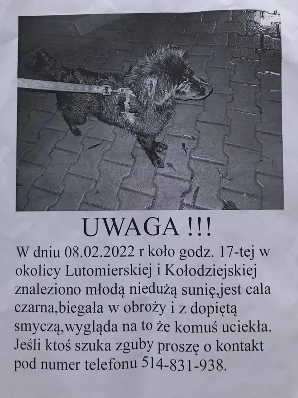 Znaleziono psa, Łódź, 9 lutego 2022