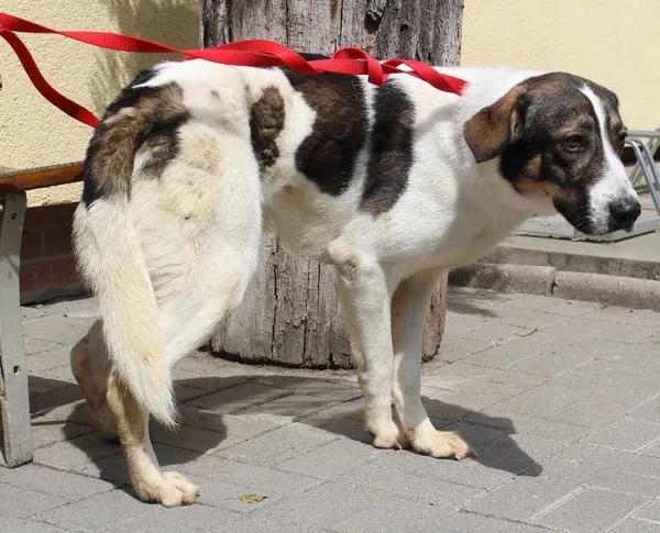 Znaleziono psa, Łódź, 6 maja 2018 (3/5)