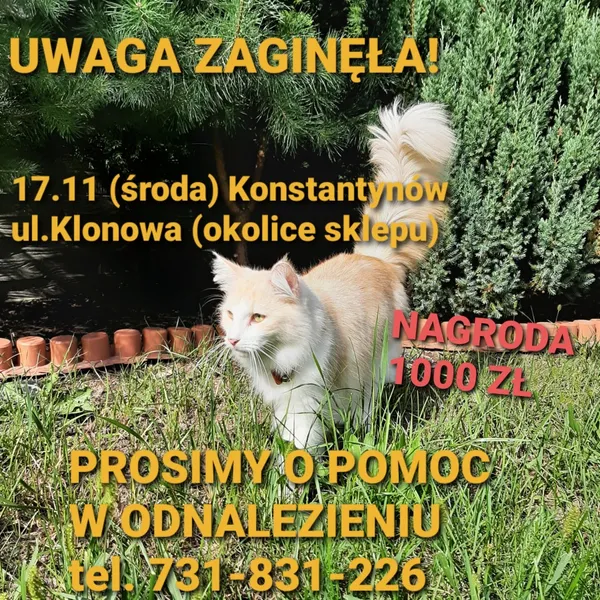 Zaginął kot, Łódź, 21 listopada 2021
