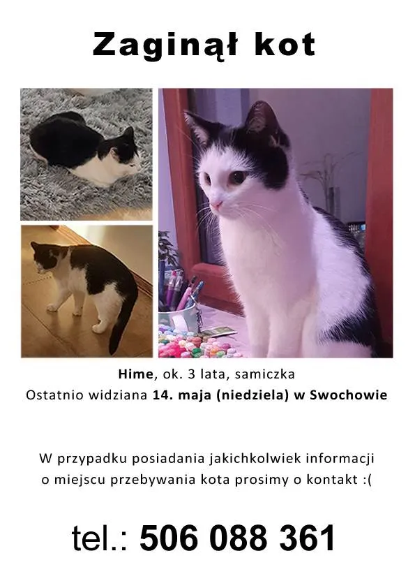 Zaginął kot, Swochowo, 16 maja 2023 (3/4)
