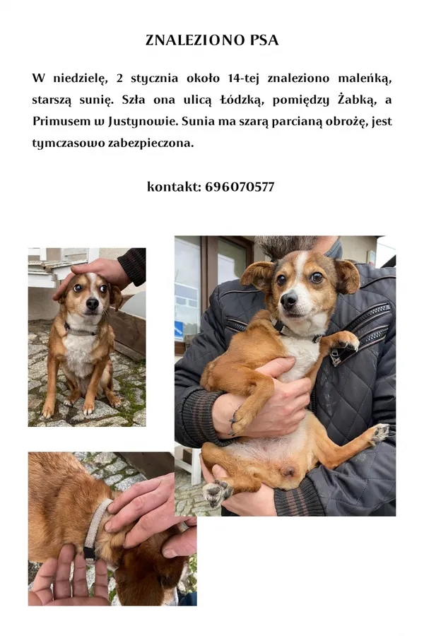 Znaleziono psa, Łódź, 5 stycznia 2022