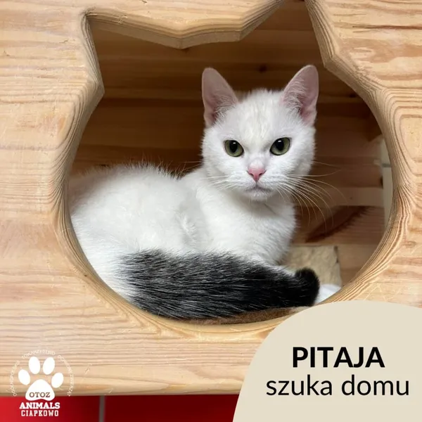 Kot do adopcji, Gdynia, 16 maja 2023