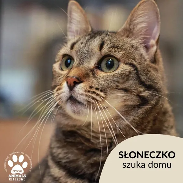 Kot do adopcji, Gdynia, 16 maja 2023