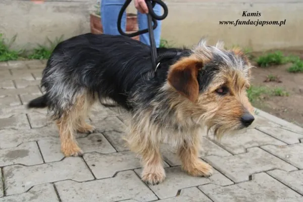 Pies do adopcji, Nowy Dwór Mazowiecki, 16 maja 2023 (2/5)