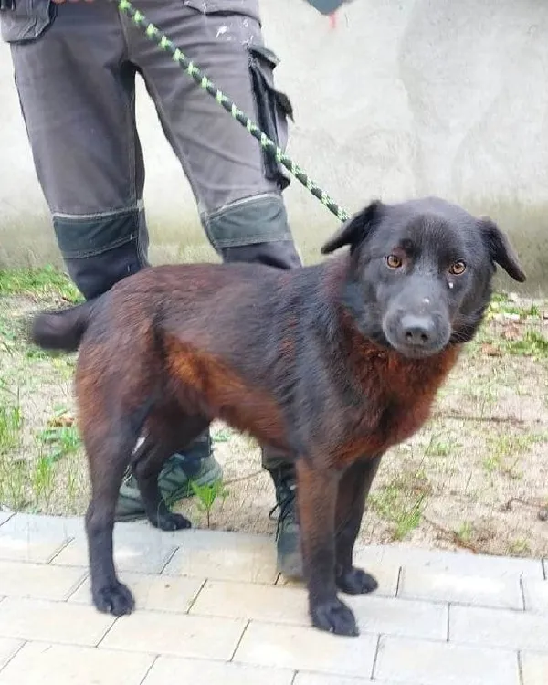 Pies do adopcji, Młodolino, 16 maja 2023