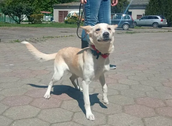Znaleziono psa, Toruń, 12 maja 2023