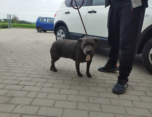 Znaleziono psa, Świdnica, 18 maja 2023