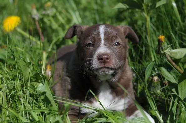 Pies do adopcji, Olsztyn, 17 kwietnia 2023