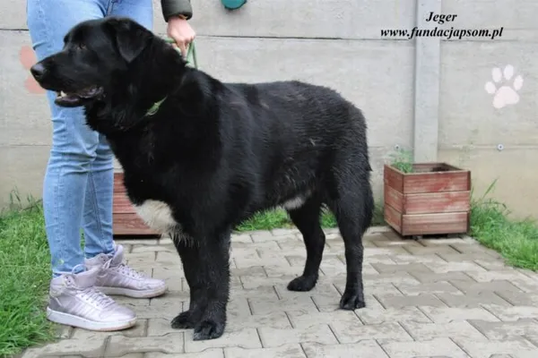 Pies do adopcji, Nowy Dwór Mazowiecki, 16 maja 2023 (2/5)