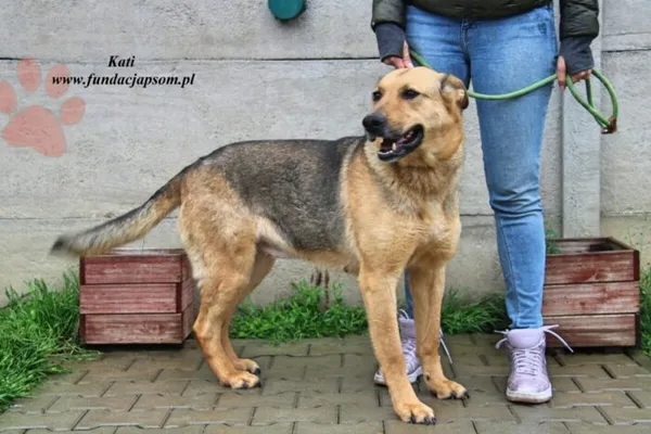 Pies do adopcji, Nowy Dwór Mazowiecki, 18 maja 2023 (1/5)
