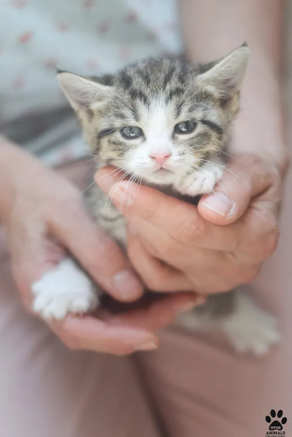 Kot do adopcji, Zielona Góra, 19 maja 2023