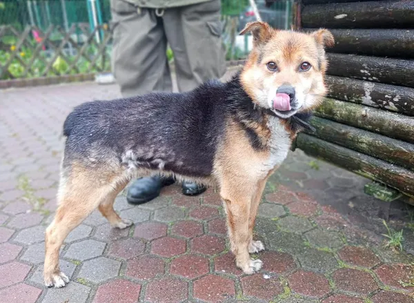 Znaleziono psa, Toruń, 15 maja 2023
