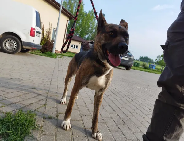 Znaleziono psa, Świdnica, 20 maja 2023