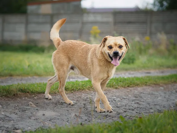 Pies do adopcji, Racławice, 17 maja 2023 (2/5)