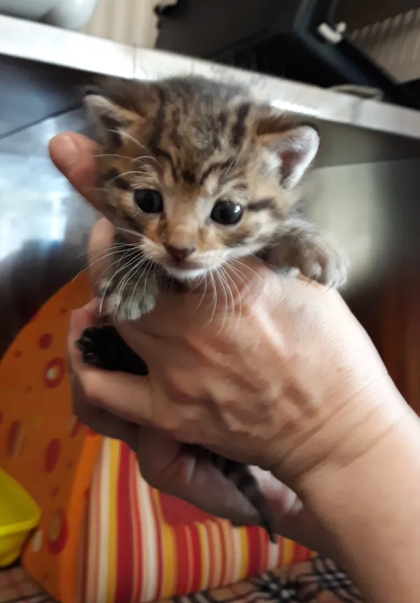 Kot do adopcji, Włocławek, 20 maja 2023