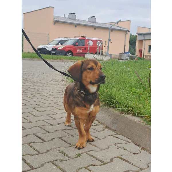 Znaleziono psa, Wrocław, 20 maja 2023