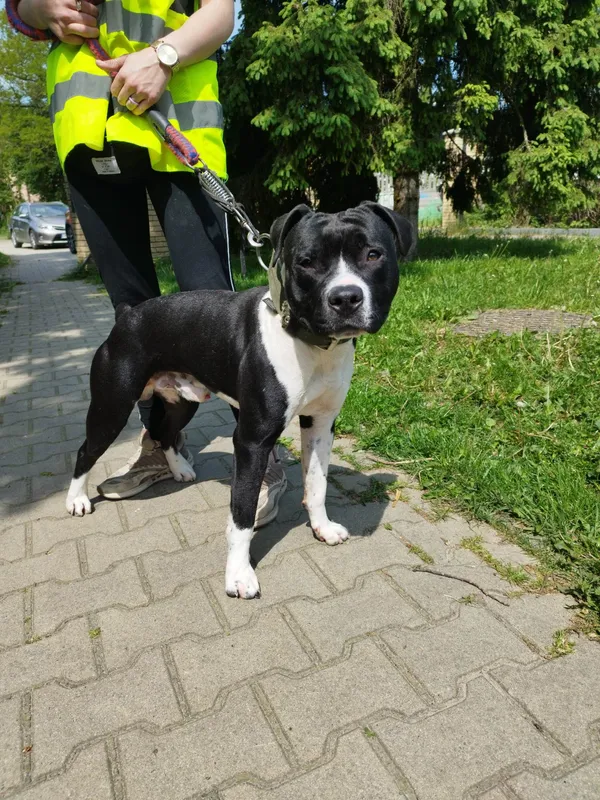 Pies do adopcji, Kielce, 23 maja 2023