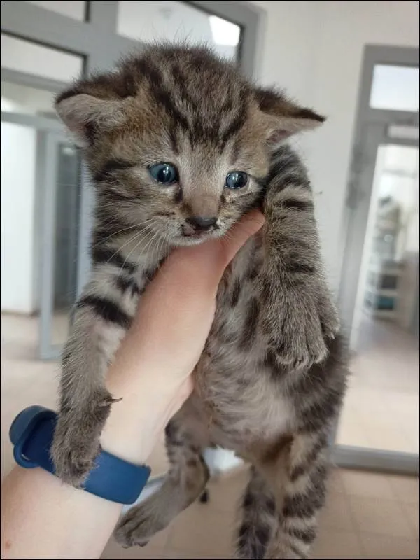 Kot do adopcji, Grudziądz, 24 maja 2023