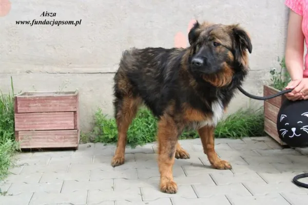 Pies do adopcji, Nowy Dwór Mazowiecki, 23 maja 2023 (2/5)