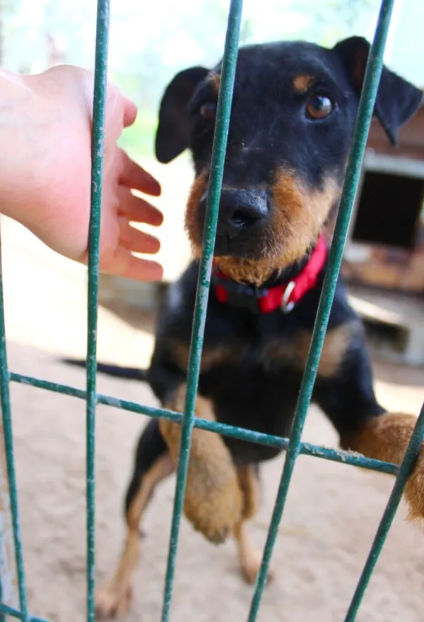 Pies do adopcji, Przyborówko, 5 stycznia 2023 (2/3)