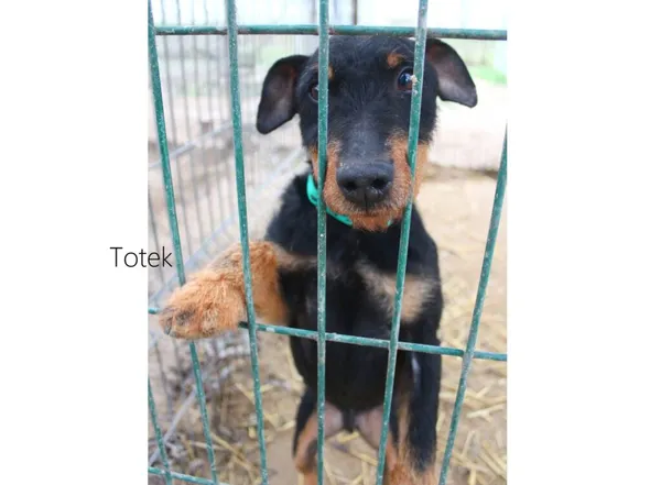 Pies do adopcji, Przyborówko, 5 stycznia 2023 (3/3)