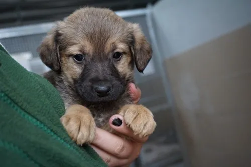Pies do adopcji, Kraków, 6 listopada 2022