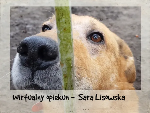 Pies do adopcji, Sosnowice, 17 grudnia 2020 (1/5)