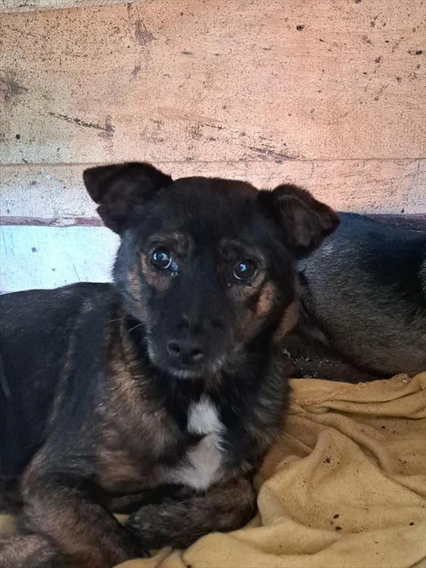 Pies do adopcji, Choszczno, 13 października 2022