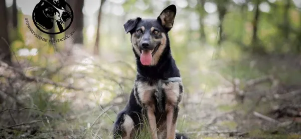 Pies do adopcji, Biała Podlaska, 25 stycznia 2019