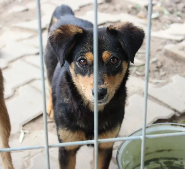 Pies do adopcji, Przyborówko, 18 lipca 2017 (2/4)