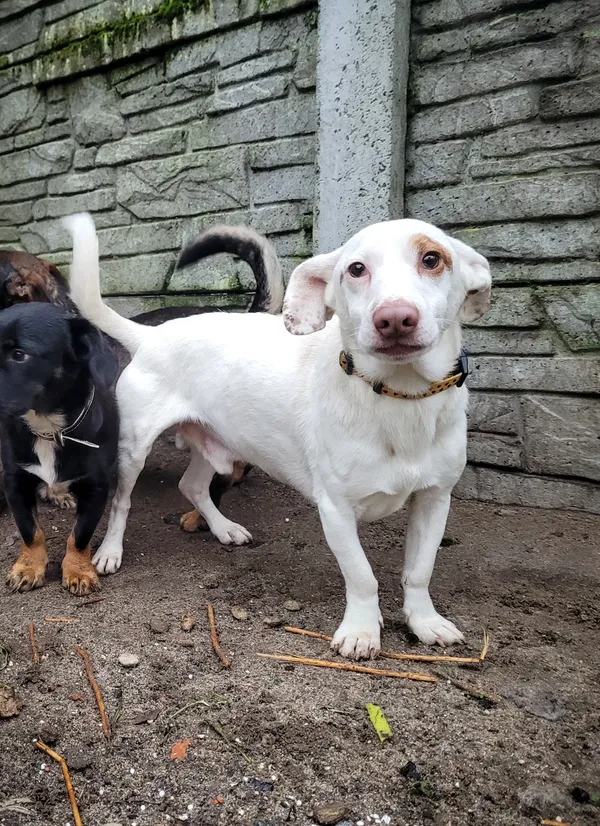 Pies do adopcji, Sosnowice, 6 grudnia 2022