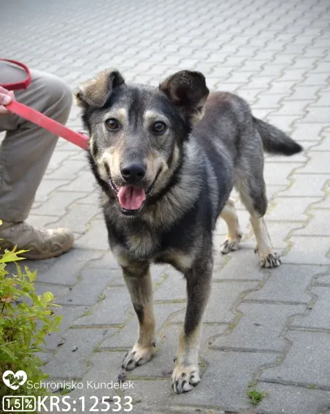 Pies do adopcji, Rzeszów, 26 maja 2023