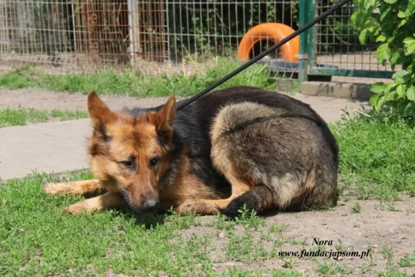 Pies do adopcji, Nowy Dwór Mazowiecki, 26 maja 2023 (2/4)