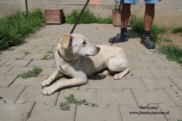 Pies do adopcji, Nowy Dwór Mazowiecki, 27 maja 2023 (2/5)